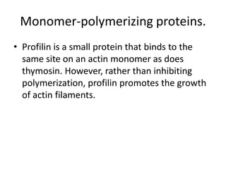 Monomer-polymerizing proteins.
• Profilin is a small protein that binds to the
  same site on an actin monomer as does
  thymosin. However, rather than inhibiting
  polymerization, profilin promotes the growth
  of actin filaments.
 