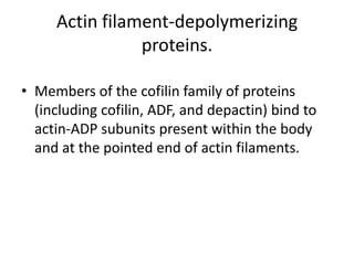 Actin filament-depolymerizing
                proteins.

• Members of the cofilin family of proteins
  (including cofilin, ADF, and depactin) bind to
  actin-ADP subunits present within the body
  and at the pointed end of actin filaments.
 