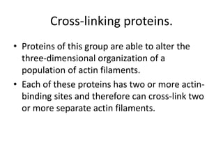 Cross-linking proteins.
• Proteins of this group are able to alter the
  three-dimensional organization of a
  population of actin filaments.
• Each of these proteins has two or more actin-
  binding sites and therefore can cross-link two
  or more separate actin filaments.
 