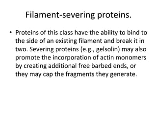 Filament-severing proteins.
• Proteins of this class have the ability to bind to
  the side of an existing filament and break it in
  two. Severing proteins (e.g., gelsolin) may also
  promote the incorporation of actin monomers
  by creating additional free barbed ends, or
  they may cap the fragments they generate.
 