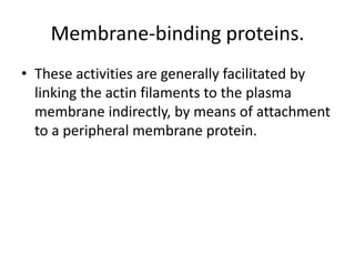 Membrane-binding proteins.
• These activities are generally facilitated by
  linking the actin filaments to the plasma
  membrane indirectly, by means of attachment
  to a peripheral membrane protein.
 