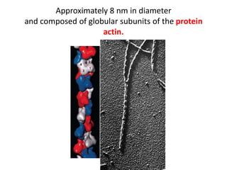 Approximately 8 nm in diameter
and composed of globular subunits of the protein
                    actin.
 