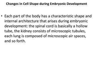 Changes in Cell Shape during Embryonic Development


• Each part of the body has a characteristic shape and
  internal architecture that arises during embryonic
  development: the spinal cord is basically a hollow
  tube, the kidney consists of microscopic tubules,
  each lung is composed of microscopic air spaces,
  and so forth.
 