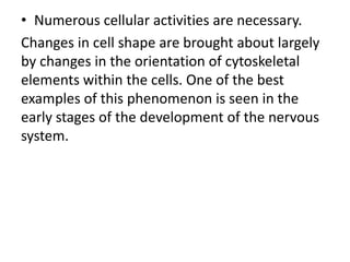 • Numerous cellular activities are necessary.
Changes in cell shape are brought about largely
by changes in the orientation of cytoskeletal
elements within the cells. One of the best
examples of this phenomenon is seen in the
early stages of the development of the nervous
system.
 