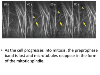 • As the cell progresses into mitosis, the preprophase
  band is lost and microtubules reappear in the form
  of the mitotic spindle.
 