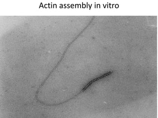 Actin assembly in vitro
 