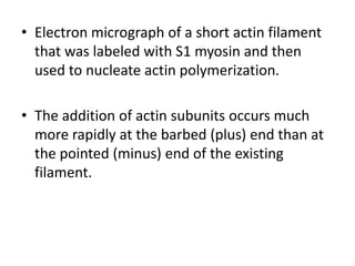 • Electron micrograph of a short actin filament
  that was labeled with S1 myosin and then
  used to nucleate actin polymerization.

• The addition of actin subunits occurs much
  more rapidly at the barbed (plus) end than at
  the pointed (minus) end of the existing
  filament.
 