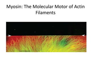 Myosin: The Molecular Motor of Actin
             Filaments
 