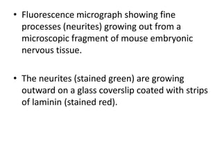 • Fluorescence micrograph showing fine
  processes (neurites) growing out from a
  microscopic fragment of mouse embryonic
  nervous tissue.

• The neurites (stained green) are growing
  outward on a glass coverslip coated with strips
  of laminin (stained red).
 