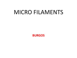 MICRO FILAMENTS


     BURGOS
 