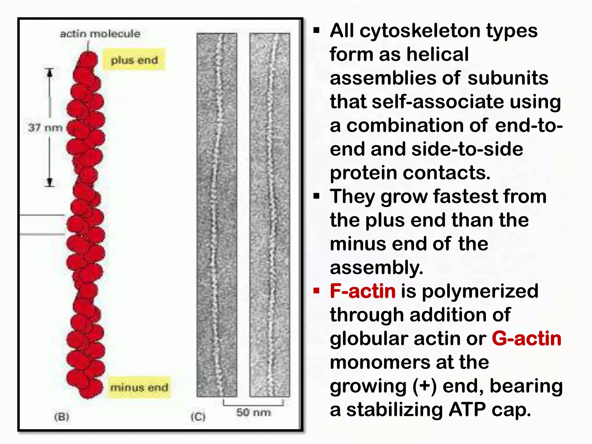 All cytoskeleton types
  form as helical
  assemblies of subunits
  that self-associate using
  a combination of end-to-
  end and side-to-side
  protein contacts.
 They grow fastest from
  the plus end than the
  minus end of the
  assembly.
 F-actin is polymerized
  through addition of
  globular actin or G-actin
  monomers at the
  growing (+) end, bearing
  a stabilizing ATP cap.
 