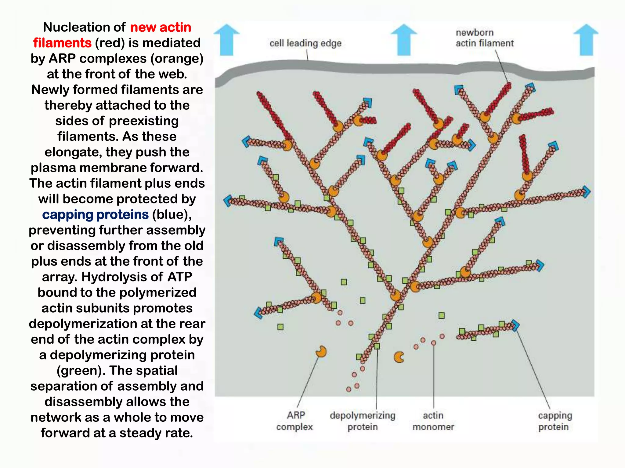 Nucleation of new actin
 filaments (red) is mediated
by ARP complexes (orange)
    at the front of the web.
Newly formed filaments are
    thereby attached to the
      sides of preexisting
      filaments. As these
    elongate, they push the
plasma membrane forward.
The actin filament plus ends
  will become protected by
   capping proteins (blue),
preventing further assembly
or disassembly from the old
plus ends at the front of the
   array. Hydrolysis of ATP
  bound to the polymerized
   actin subunits promotes
depolymerization at the rear
end of the actin complex by
  a depolymerizing protein
      (green). The spatial
separation of assembly and
    disassembly allows the
network as a whole to move
   forward at a steady rate.
 