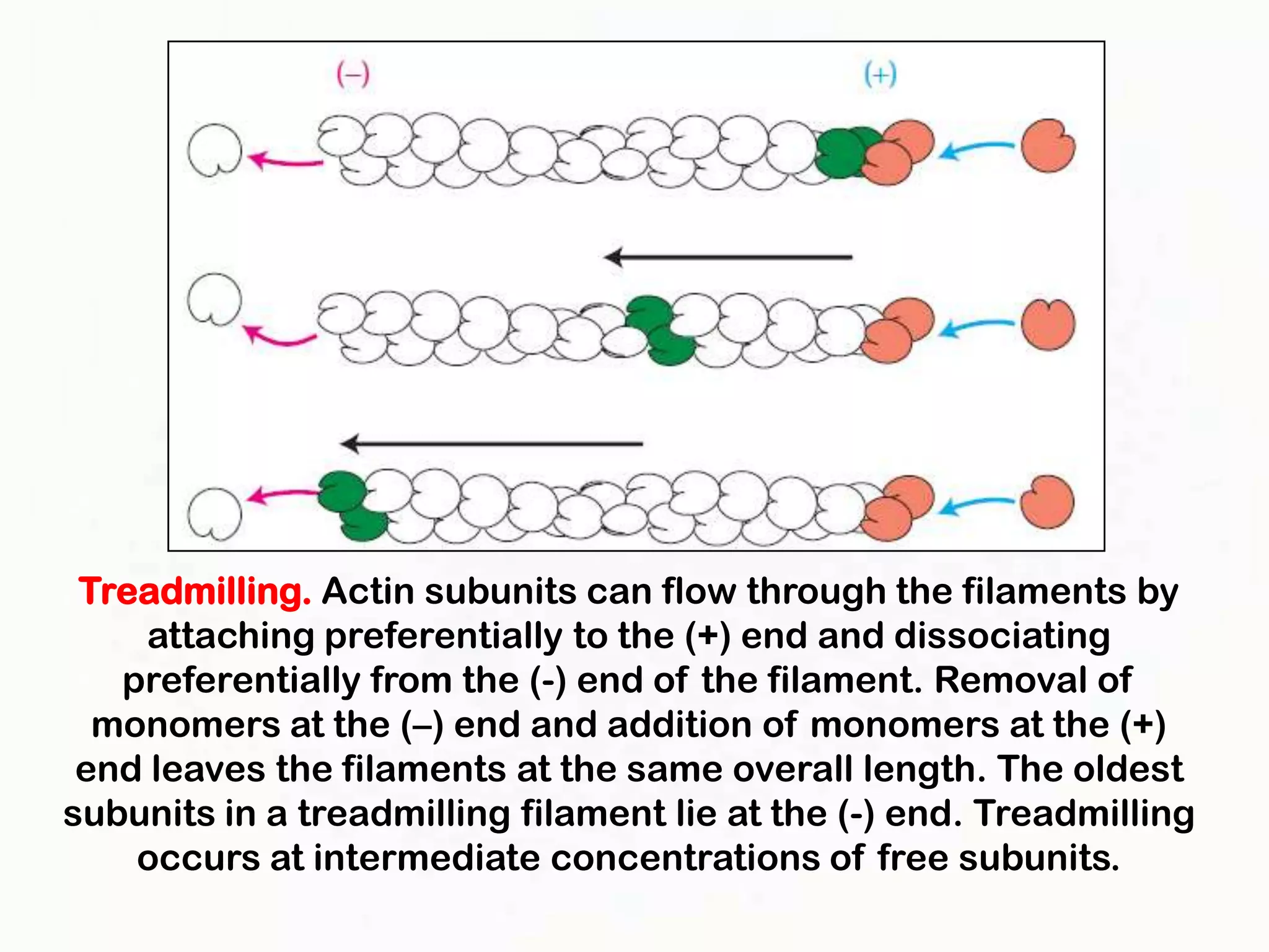 Treadmilling. Actin subunits can flow through the filaments by
     attaching preferentially to the (+) end and dissociating
   preferentially from the (-) end of the filament. Removal of
  monomers at the (–) end and addition of monomers at the (+)
 end leaves the filaments at the same overall length. The oldest
subunits in a treadmilling filament lie at the (-) end. Treadmilling
    occurs at intermediate concentrations of free subunits.
 