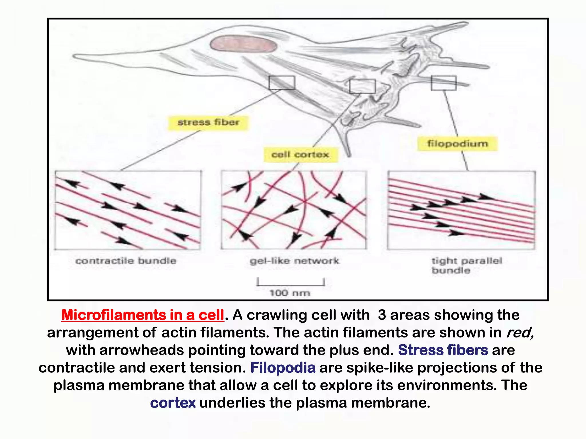Microfilaments in a cell. A crawling cell with 3 areas showing the
 arrangement of actin filaments. The actin filaments are shown in red,
    with arrowheads pointing toward the plus end. Stress fibers are
contractile and exert tension. Filopodia are spike-like projections of the
  plasma membrane that allow a cell to explore its environments. The
                cortex underlies the plasma membrane.
 