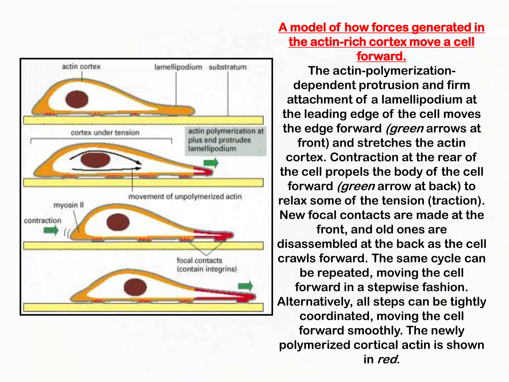 A model of how forces generated in
  the actin-rich cortex move a cell
               forward.
      The actin-polymerization-
   dependent protrusion and firm
  attachment of a lamellipodium at
 the leading edge of the cell moves
 the edge forward (green arrows at
    front) and stretches the actin
  cortex. Contraction at the rear of
the cell propels the body of the cell
  forward (green arrow at back) to
relax some of the tension (traction).
New focal contacts are made at the
       front, and old ones are
disassembled at the back as the cell
crawls forward. The same cycle can
    be repeated, moving the cell
   forward in a stepwise fashion.
Alternatively, all steps can be tightly
    coordinated, moving the cell
    forward smoothly. The newly
polymerized cortical actin is shown
                in red.
 