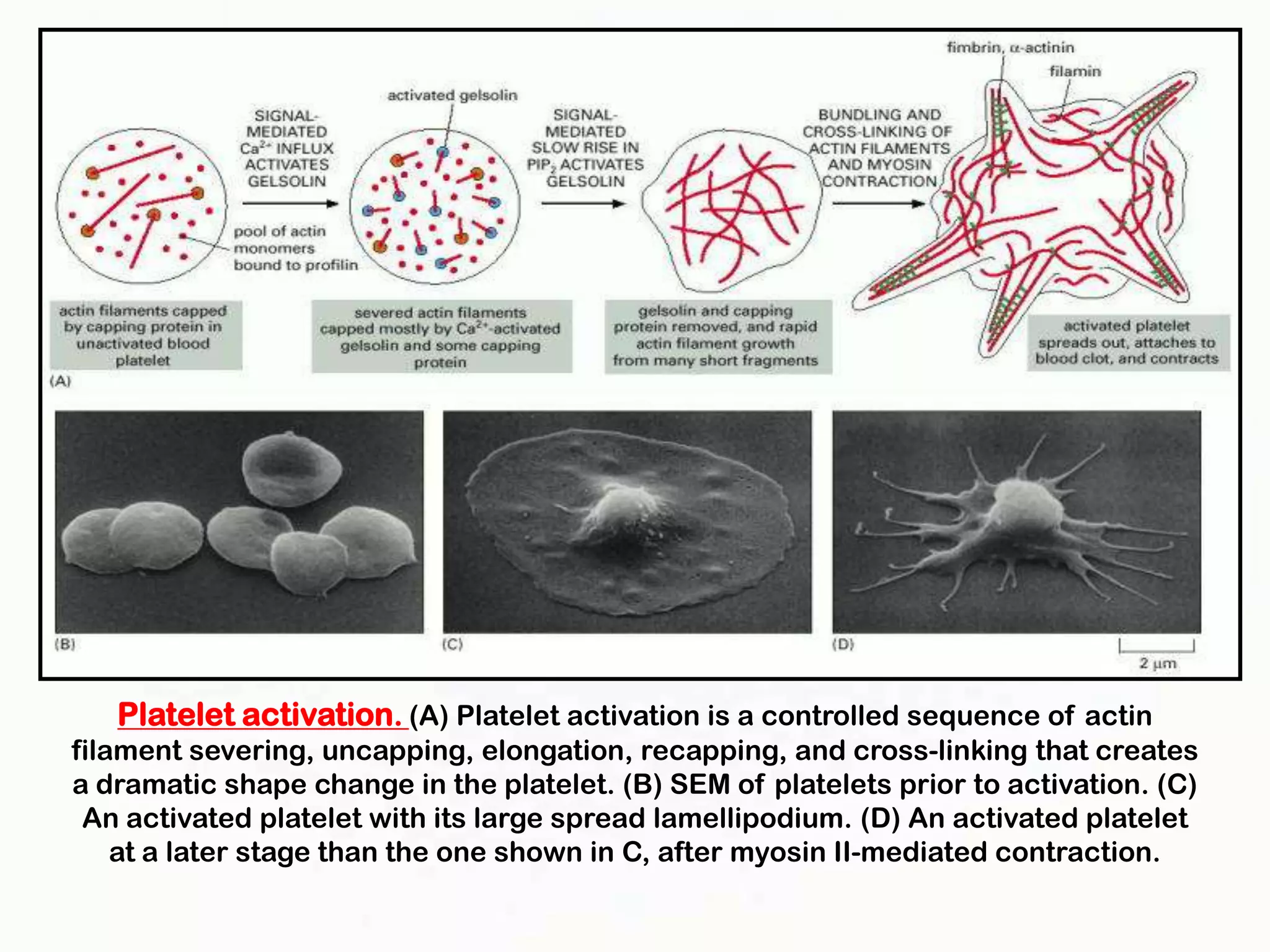 Platelet activation. (A) Platelet activation is a controlled sequence of actin
filament severing, uncapping, elongation, recapping, and cross-linking that creates
a dramatic shape change in the platelet. (B) SEM of platelets prior to activation. (C)
 An activated platelet with its large spread lamellipodium. (D) An activated platelet
    at a later stage than the one shown in C, after myosin II-mediated contraction.
 