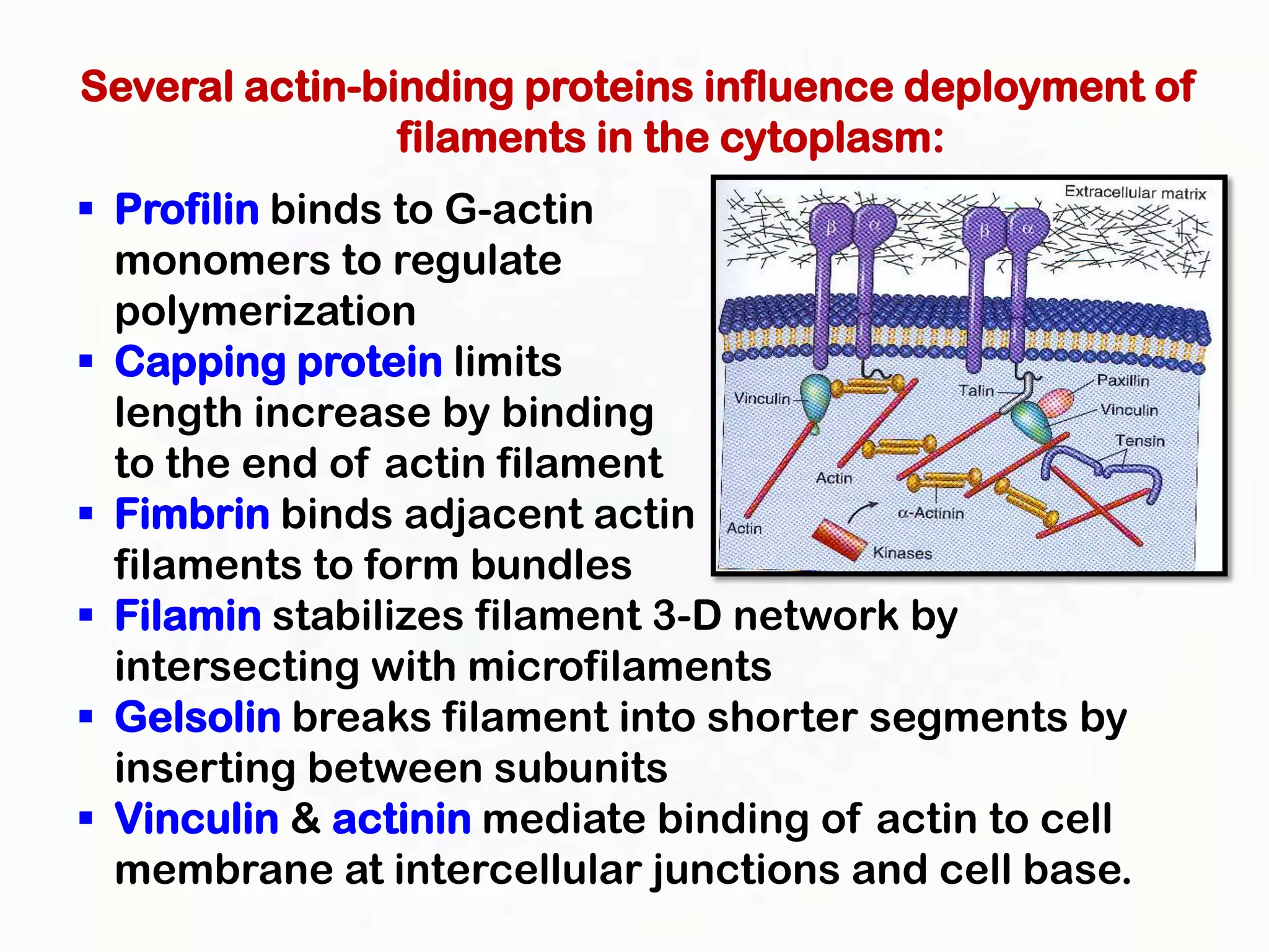 Several actin-binding proteins influence deployment of
                filaments in the cytoplasm:
 Profilin binds to G-actin
  monomers to regulate
  polymerization
 Capping protein limits
  length increase by binding
  to the end of actin filament
 Fimbrin binds adjacent actin
  filaments to form bundles
 Filamin stabilizes filament 3-D network by
  intersecting with microfilaments
 Gelsolin breaks filament into shorter segments by
  inserting between subunits
 Vinculin & actinin mediate binding of actin to cell
  membrane at intercellular junctions and cell base.
 