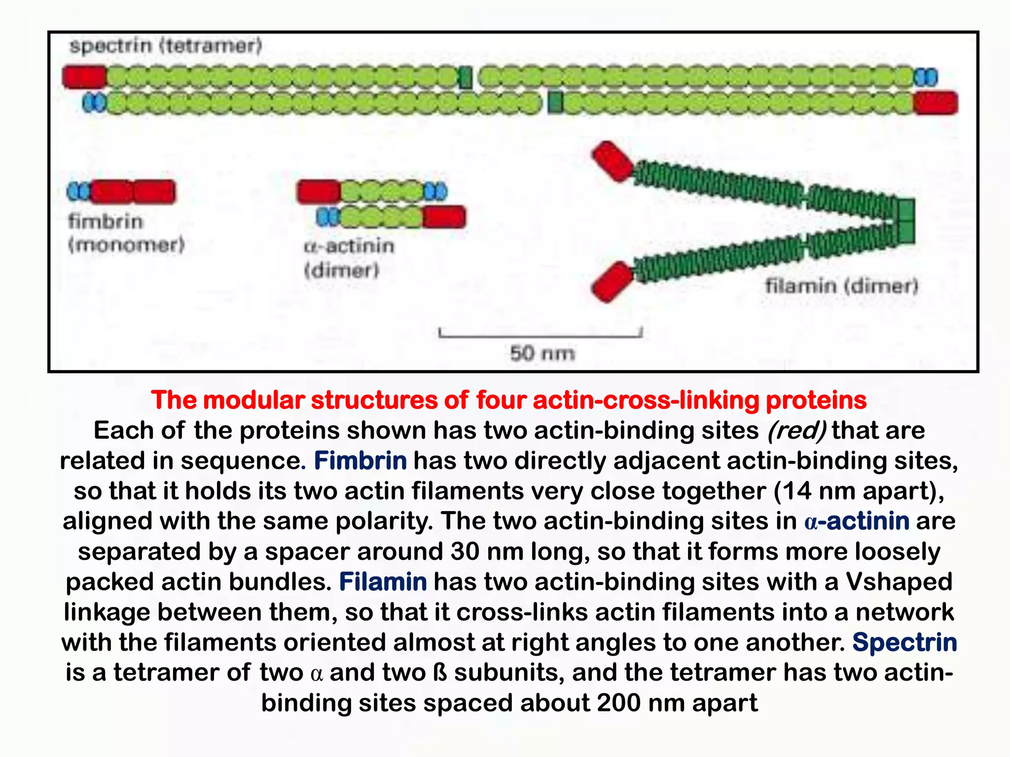 The modular structures of four actin-cross-linking proteins
    Each of the proteins shown has two actin-binding sites (red) that are
related in sequence. Fimbrin has two directly adjacent actin-binding sites,
  so that it holds its two actin filaments very close together (14 nm apart),
aligned with the same polarity. The two actin-binding sites in α-actinin are
  separated by a spacer around 30 nm long, so that it forms more loosely
 packed actin bundles. Filamin has two actin-binding sites with a Vshaped
linkage between them, so that it cross-links actin filaments into a network
with the filaments oriented almost at right angles to one another. Spectrin
 is a tetramer of two α and two ß subunits, and the tetramer has two actin-
                   binding sites spaced about 200 nm apart
 