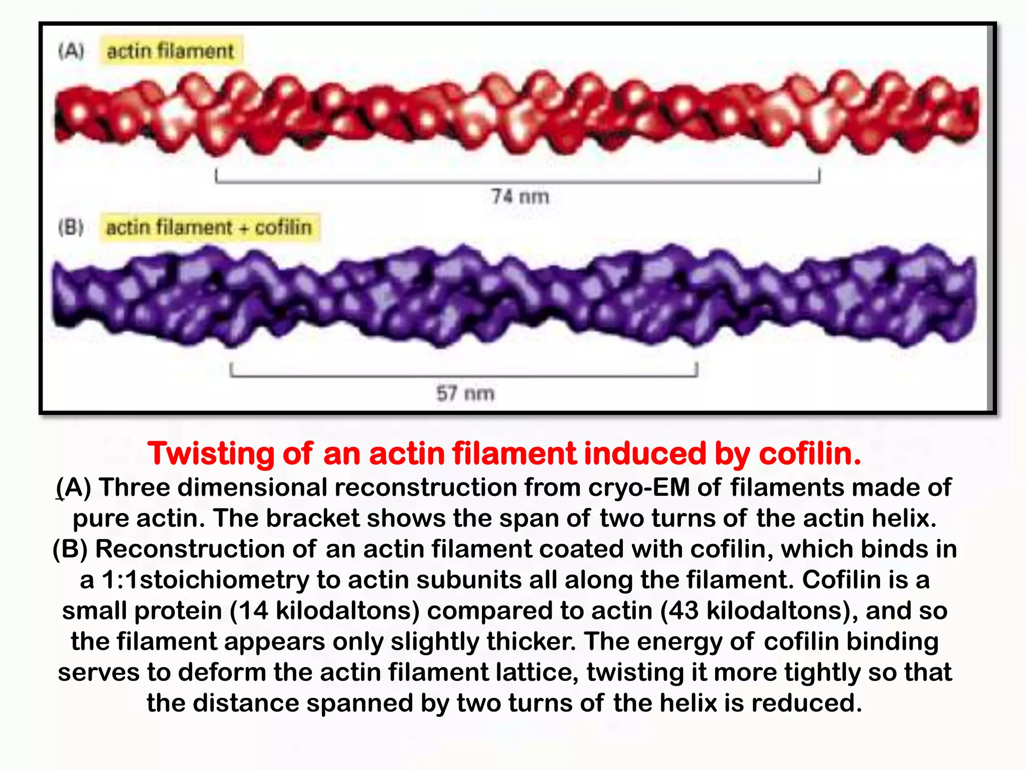 Twisting of an actin filament induced by cofilin.
(A) Three dimensional reconstruction from cryo-EM of filaments made of
  pure actin. The bracket shows the span of two turns of the actin helix.
(B) Reconstruction of an actin filament coated with cofilin, which binds in
   a 1:1stoichiometry to actin subunits all along the filament. Cofilin is a
 small protein (14 kilodaltons) compared to actin (43 kilodaltons), and so
  the filament appears only slightly thicker. The energy of cofilin binding
 serves to deform the actin filament lattice, twisting it more tightly so that
         the distance spanned by two turns of the helix is reduced.
 