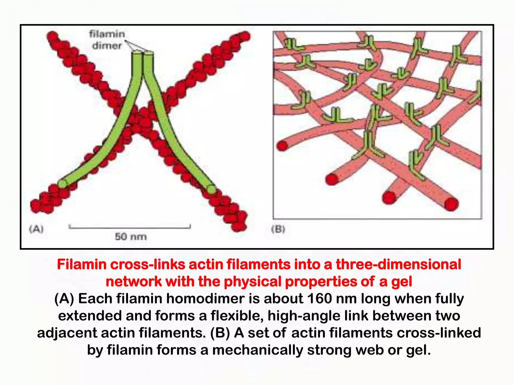 Filamin cross-links actin filaments into a three-dimensional
          network with the physical properties of a gel
  (A) Each filamin homodimer is about 160 nm long when fully
   extended and forms a flexible, high-angle link between two
adjacent actin filaments. (B) A set of actin filaments cross-linked
       by filamin forms a mechanically strong web or gel.
 