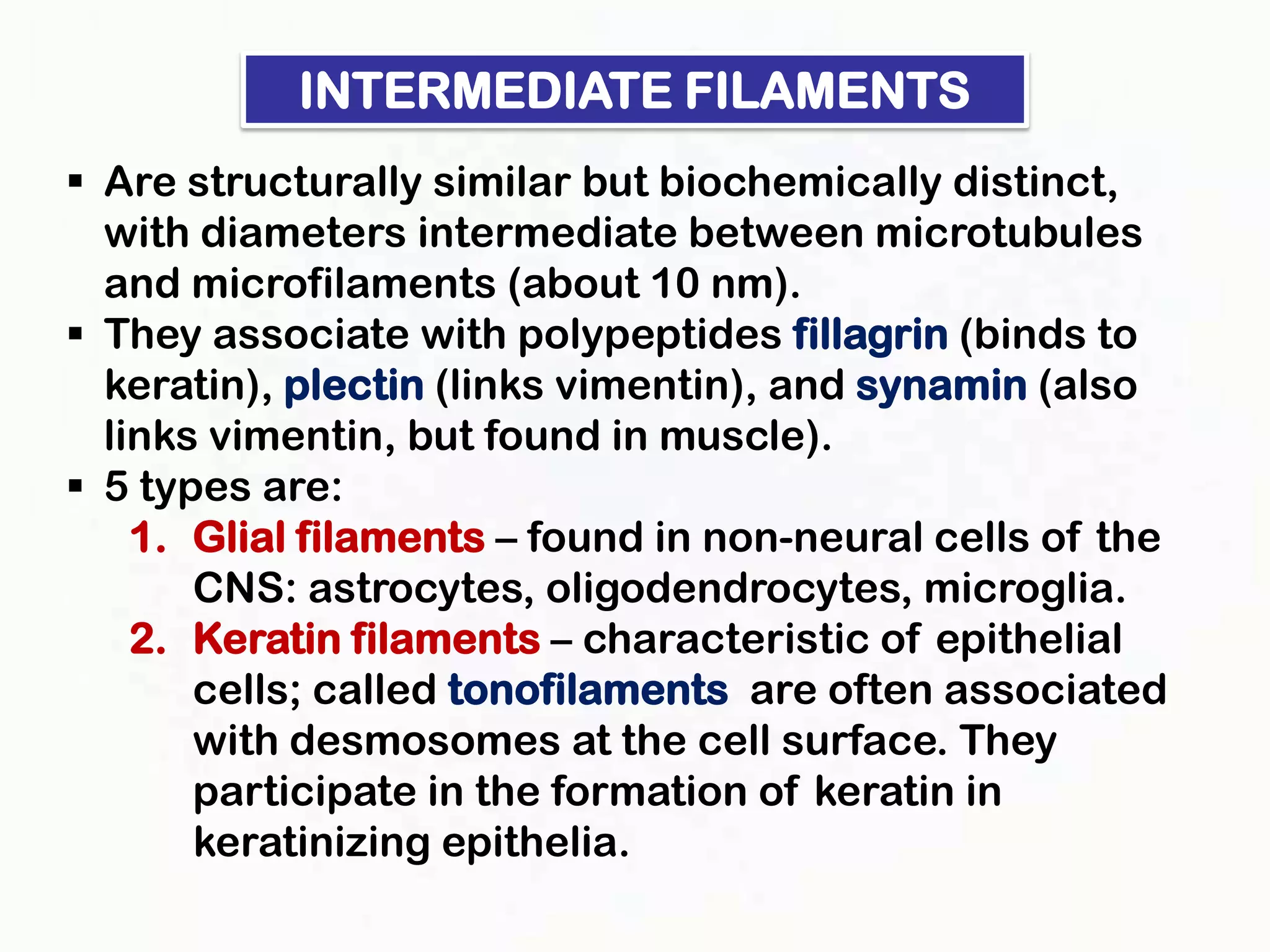 INTERMEDIATE FILAMENTS
 Are structurally similar but biochemically distinct,
  with diameters intermediate between microtubules
  and microfilaments (about 10 nm).
 They associate with polypeptides fillagrin (binds to
  keratin), plectin (links vimentin), and synamin (also
  links vimentin, but found in muscle).
 5 types are:
    1. Glial filaments – found in non-neural cells of the
       CNS: astrocytes, oligodendrocytes, microglia.
    2. Keratin filaments – characteristic of epithelial
       cells; called tonofilaments are often associated
       with desmosomes at the cell surface. They
       participate in the formation of keratin in
       keratinizing epithelia.
 