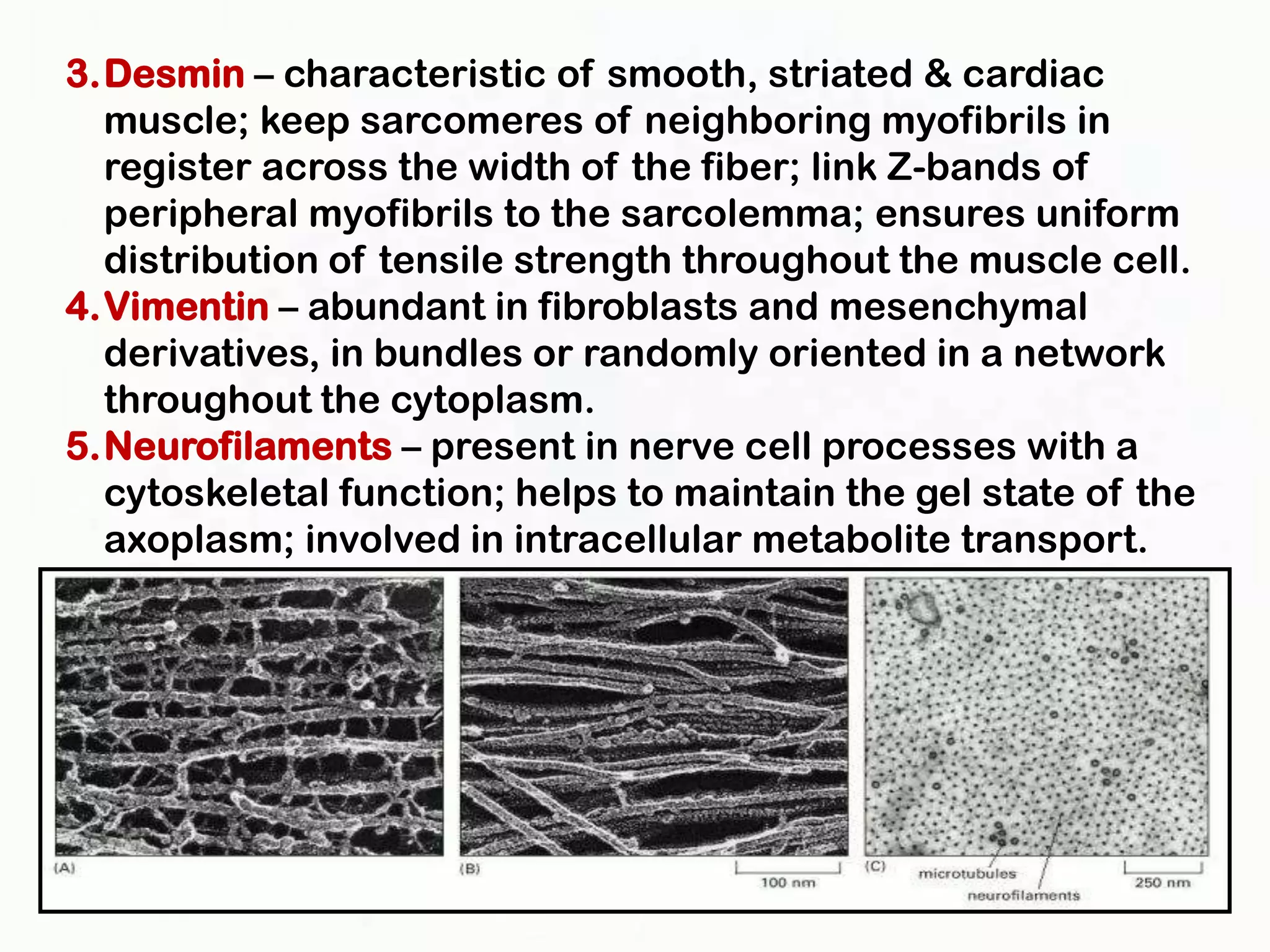 3.Desmin – characteristic of smooth, striated & cardiac
  muscle; keep sarcomeres of neighboring myofibrils in
  register across the width of the fiber; link Z-bands of
  peripheral myofibrils to the sarcolemma; ensures uniform
  distribution of tensile strength throughout the muscle cell.
4.Vimentin – abundant in fibroblasts and mesenchymal
  derivatives, in bundles or randomly oriented in a network
  throughout the cytoplasm.
5.Neurofilaments – present in nerve cell processes with a
  cytoskeletal function; helps to maintain the gel state of the
  axoplasm; involved in intracellular metabolite transport.
 