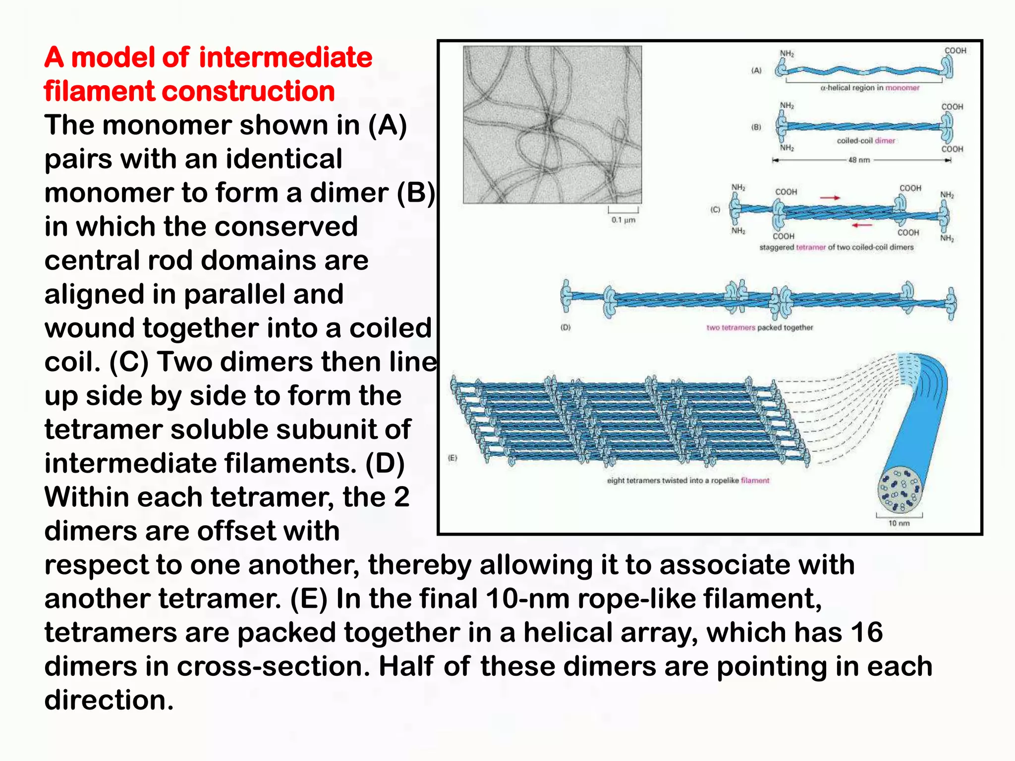 A model of intermediate
filament construction
The monomer shown in (A)
pairs with an identical
monomer to form a dimer (B)
in which the conserved
central rod domains are
aligned in parallel and
wound together into a coiled
coil. (C) Two dimers then line
up side by side to form the
tetramer soluble subunit of
intermediate filaments. (D)
Within each tetramer, the 2
dimers are offset with
respect to one another, thereby allowing it to associate with
another tetramer. (E) In the final 10-nm rope-like filament,
tetramers are packed together in a helical array, which has 16
dimers in cross-section. Half of these dimers are pointing in each
direction.
 