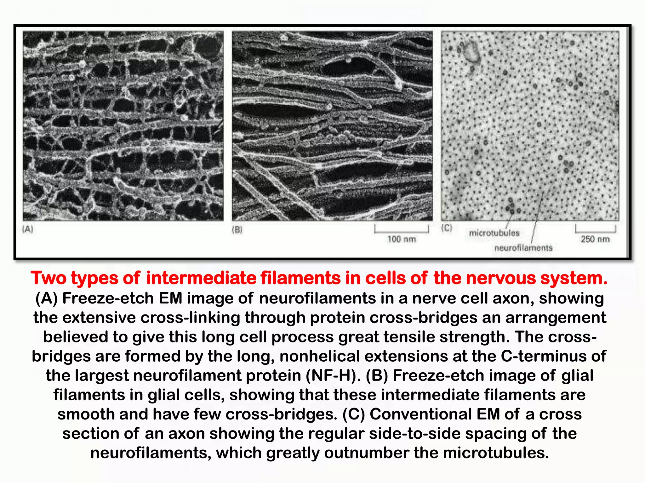 Two types of intermediate filaments in cells of the nervous system.
(A) Freeze-etch EM image of neurofilaments in a nerve cell axon, showing
the extensive cross-linking through protein cross-bridges an arrangement
 believed to give this long cell process great tensile strength. The cross-
bridges are formed by the long, nonhelical extensions at the C-terminus of
  the largest neurofilament protein (NF-H). (B) Freeze-etch image of glial
   filaments in glial cells, showing that these intermediate filaments are
    smooth and have few cross-bridges. (C) Conventional EM of a cross
     section of an axon showing the regular side-to-side spacing of the
        neurofilaments, which greatly outnumber the microtubules.
 