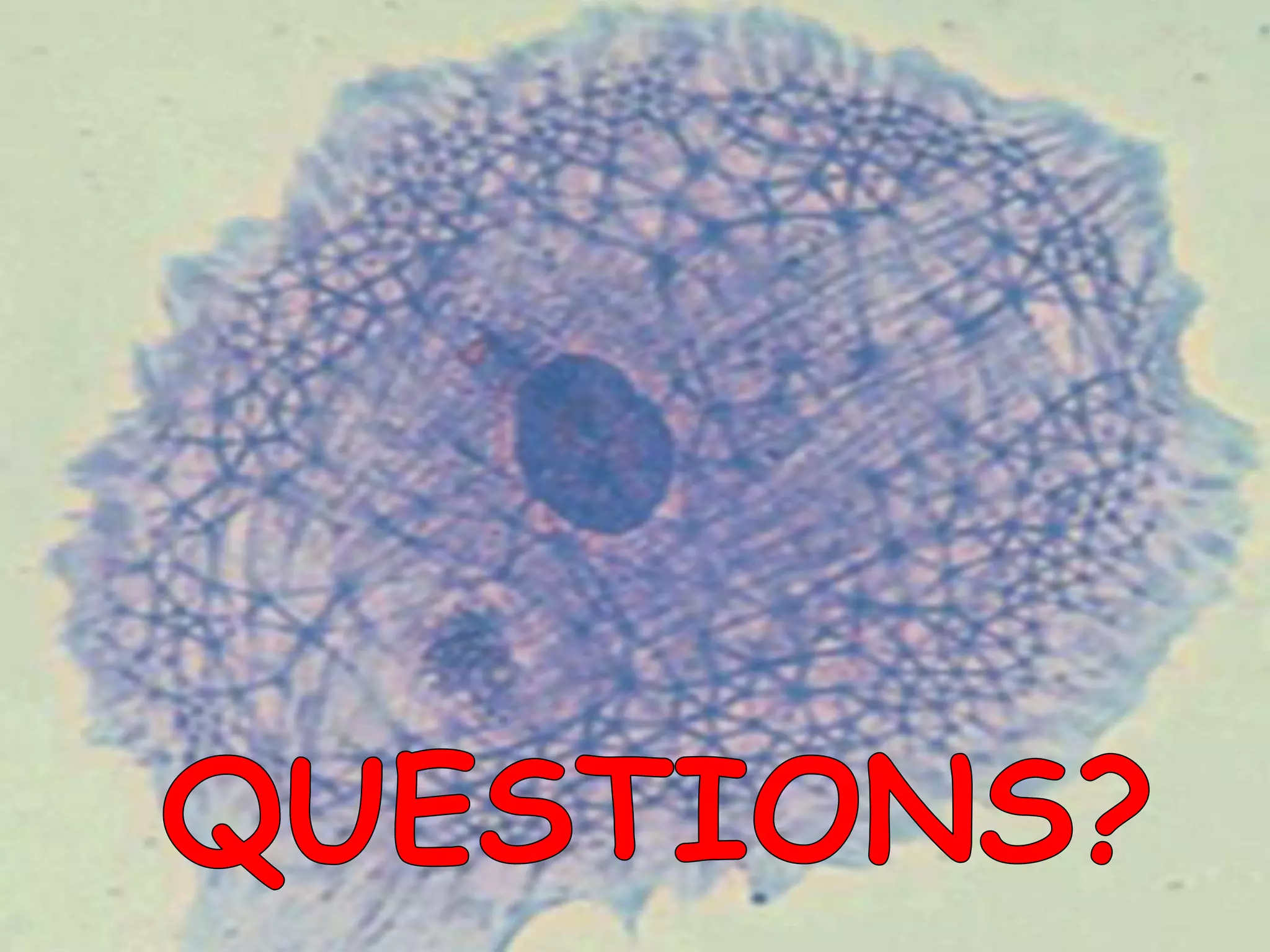 Microfilaments and intermediate filaments