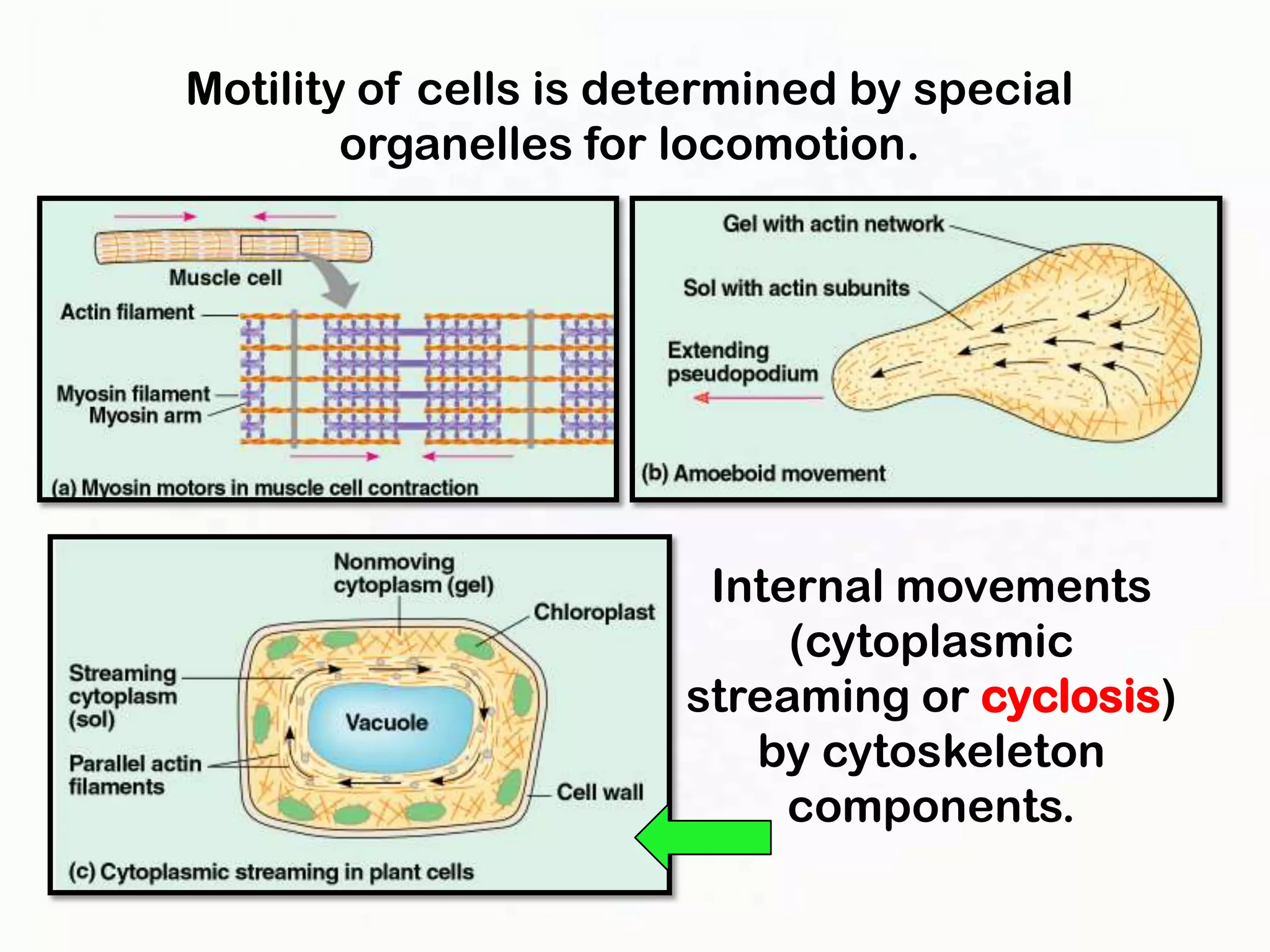 Motility of cells is determined by special
        organelles for locomotion.




                        Internal movements
                            (cytoplasmic
                       streaming or cyclosis)
                          by cytoskeleton
                            components.
 