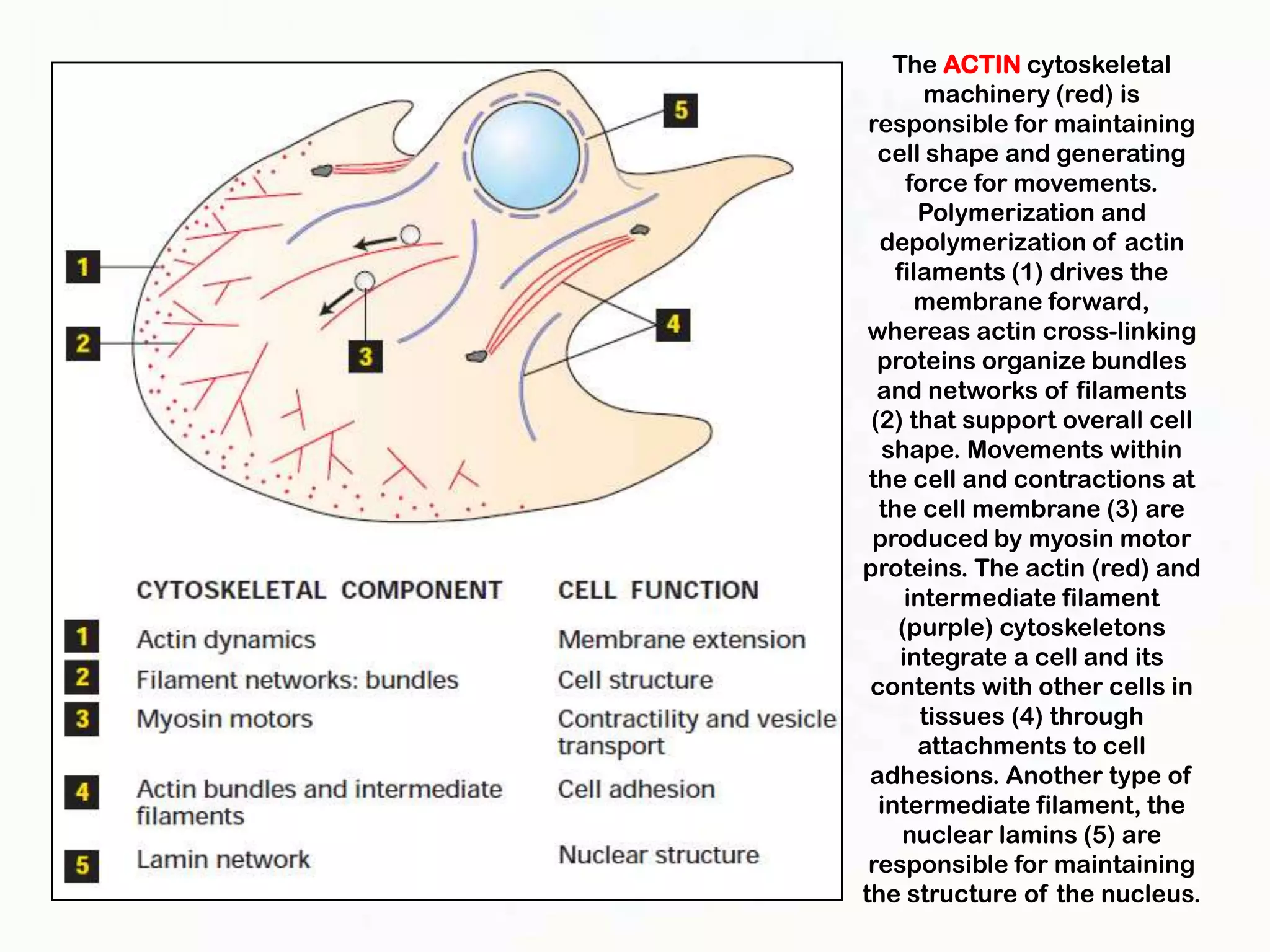 The ACTIN cytoskeletal
        machinery (red) is
 responsible for maintaining
  cell shape and generating
      force for movements.
       Polymerization and
  depolymerization of actin
    filaments (1) drives the
       membrane forward,
 whereas actin cross-linking
  proteins organize bundles
  and networks of filaments
 (2) that support overall cell
  shape. Movements within
 the cell and contractions at
  the cell membrane (3) are
 produced by myosin motor
proteins. The actin (red) and
      intermediate filament
    (purple) cytoskeletons
     integrate a cell and its
 contents with other cells in
        tissues (4) through
       attachments to cell
 adhesions. Another type of
  intermediate filament, the
     nuclear lamins (5) are
 responsible for maintaining
the structure of the nucleus.
 
