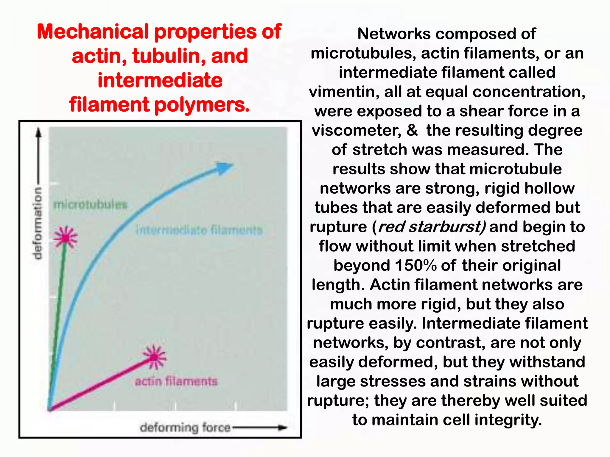 Mechanical properties of            Networks composed of
   actin, tubulin, and      microtubules, actin filaments, or an
                                 intermediate filament called
      intermediate         vimentin, all at equal concentration,
  filament polymers.         were exposed to a shear force in a
                            viscometer, & the resulting degree
                                of stretch was measured. The
                                results show that microtubule
                              networks are strong, rigid hollow
                             tubes that are easily deformed but
                           rupture (red starburst) and begin to
                              flow without limit when stretched
                                beyond 150% of their original
                            length. Actin filament networks are
                                much more rigid, but they also
                           rupture easily. Intermediate filament
                            networks, by contrast, are not only
                           easily deformed, but they withstand
                             large stresses and strains without
                           rupture; they are thereby well suited
                                   to maintain cell integrity.
 