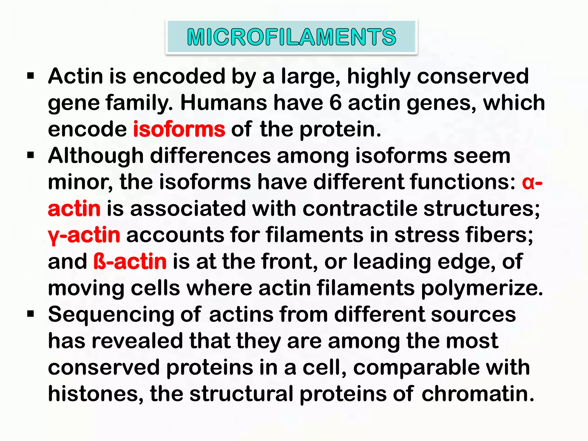  Actin is encoded by a large, highly conserved
  gene family. Humans have 6 actin genes, which
  encode isoforms of the protein.
 Although differences among isoforms seem
  minor, the isoforms have different functions: α-
  actin is associated with contractile structures;
  γ-actin accounts for filaments in stress fibers;
  and ß-actin is at the front, or leading edge, of
  moving cells where actin filaments polymerize.
 Sequencing of actins from different sources
  has revealed that they are among the most
  conserved proteins in a cell, comparable with
  histones, the structural proteins of chromatin.
 