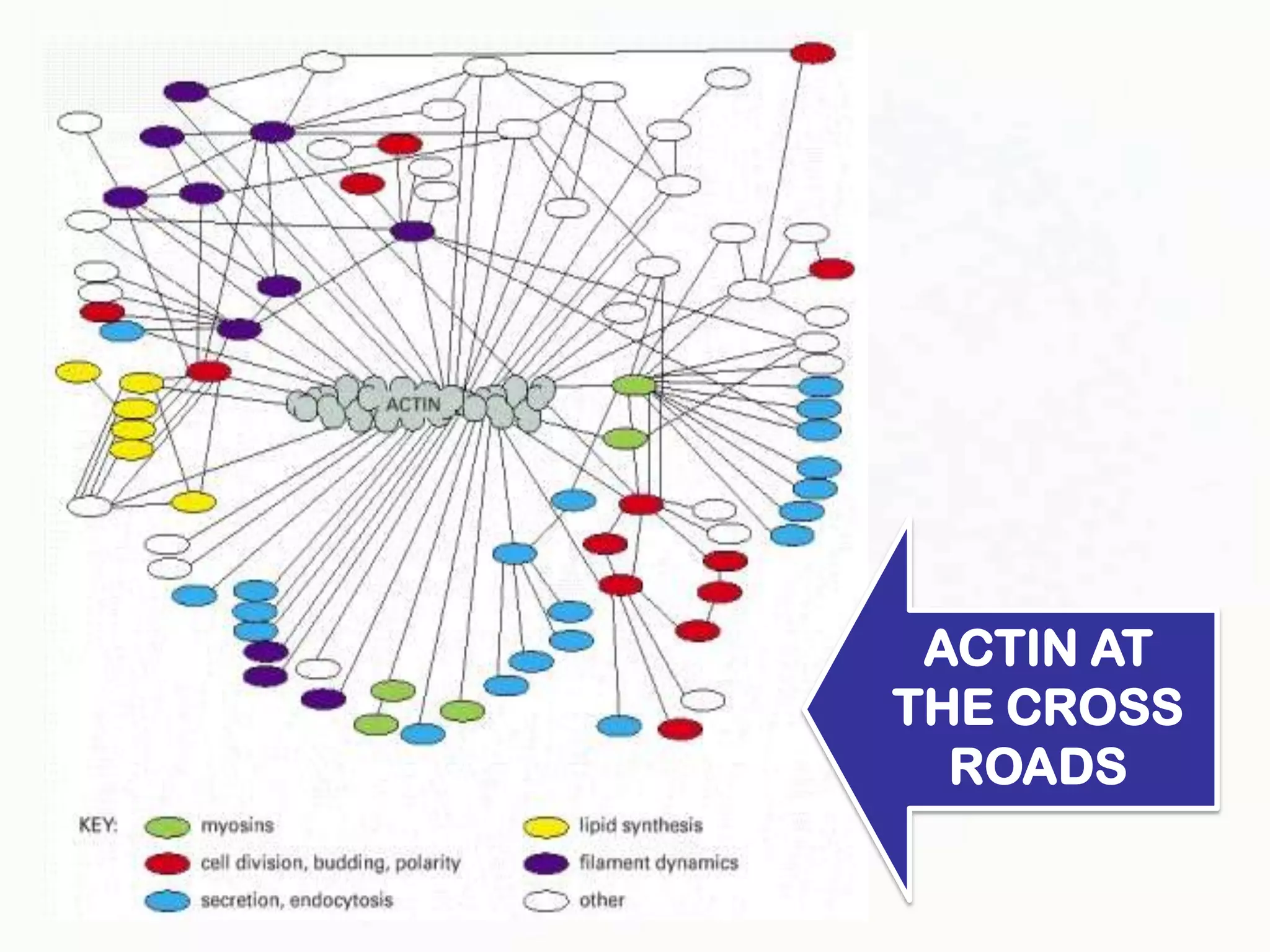 ACTIN AT
THE CROSS
  ROADS
 