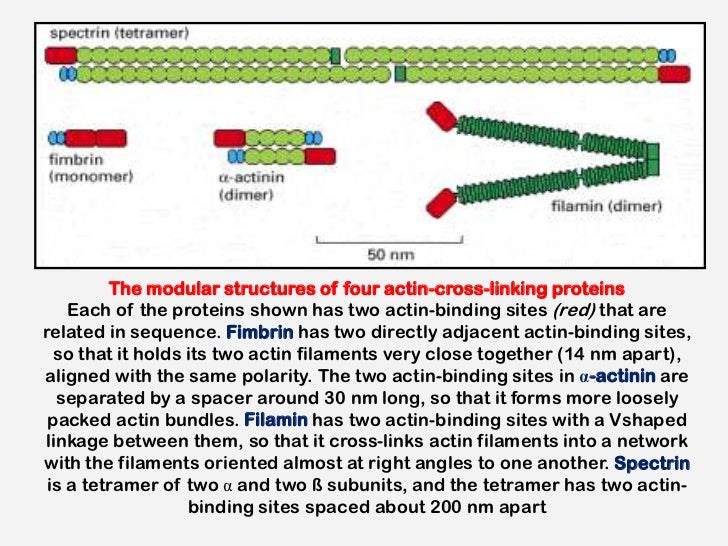 Microfilaments and intermediate filaments