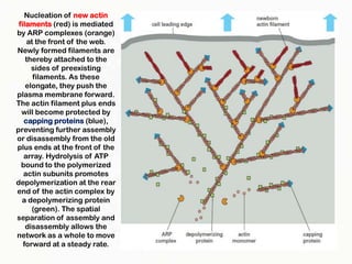 Microfilaments and intermediate filaments | PPTX