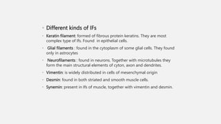 • Different kinds of IFs
• Keratin filament: formed of fibrous protein keratins. They are most
complex type of Ifs. Found in epithelial cells.
• Glial filaments : found in the cytoplasm of some glial cells. They found
only in astrocytes
• Neurofilaments : found in neurons. Together with microtubules they
form the main structural elements of cyton, axon and dendrites.
• Vimentin: is widely distributed in cells of mesenchymal origin
• Desmin: found in both striated and smooth muscle cells.
• Synemin: present in Ifs of muscle, together with vimentin and desmin.
 