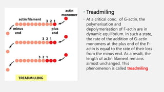 • Treadmiling
• At a critical conc. of G-actin, the
polymerisation and
depolymerisation of F-actin are in
dynamic equilibrium. In such a state,
the rate of the addition of G-actin
monomers at the plus end of the F-
actin is equal to the rate of their loss
from the minus end. As a result, the
length of actin filament remains
almost unchanged. This
phenomenon is called treadmiling
 