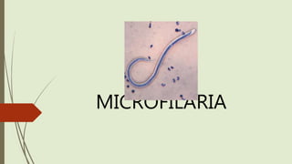 MICROFILARIA
 