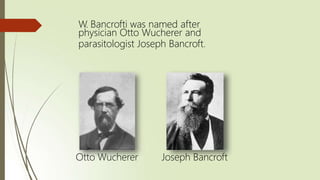 W. Bancrofti was named after
physician Otto Wucherer and
parasitologist Joseph Bancroft.
Otto Wucherer Joseph Bancroft