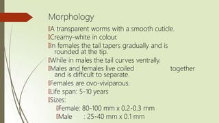 Morphology
🠶A transparent worms with a smooth cuticle.
🠶Creamy-white in colour.
🠶In females the tail tapers gradually and is
rounded at the tip.
🠶While in males the tail curves ventrally.
together
🠶Males and females live coiled
and is difficult to separate.
🠶Females are ovo-viviparous.
🠶Life span: 5-10 years
🠶Sizes:
🠶Female: 80-100 mm x 0.2-0.3 mm
🠶Male : 25-40 mm x 0.1 mm