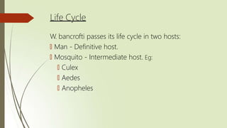 Life Cycle
W. bancrofti passes its life cycle in two hosts:
🠶 Man - Definitive host.
🠶 Mosquito - Intermediate host. Eg:
🠶 Culex
🠶 Aedes
🠶 Anopheles
