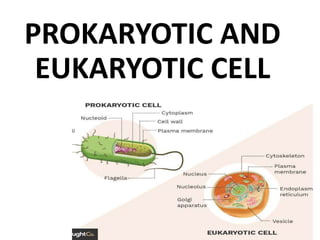 PROKARYOTIC AND
EUKARYOTIC CELL
 