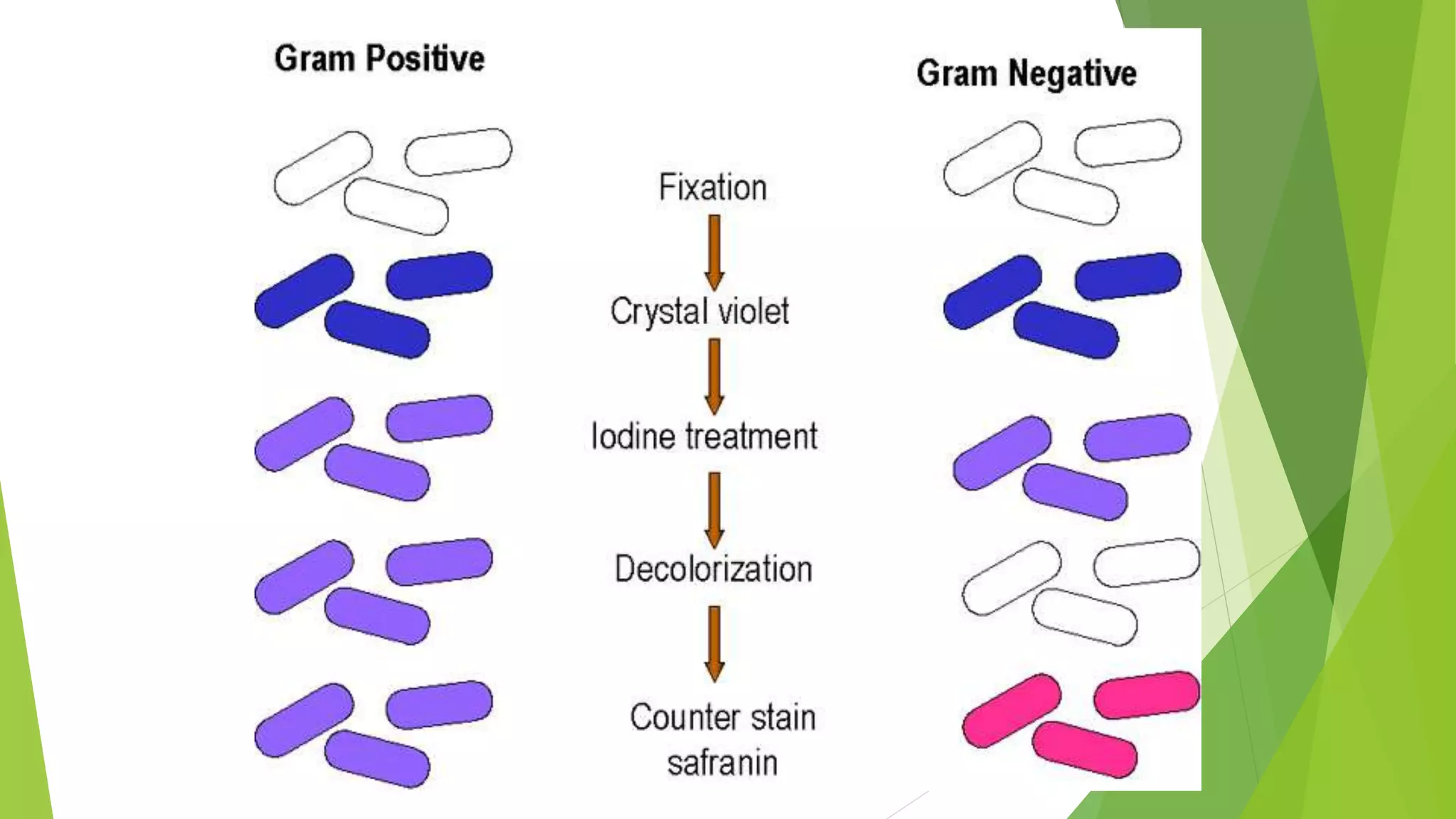 Gram Positive And Gram Negative Bacteria Difference In Hindi Difference between Gram Positive and Gram Negative Bacteria | PPT
