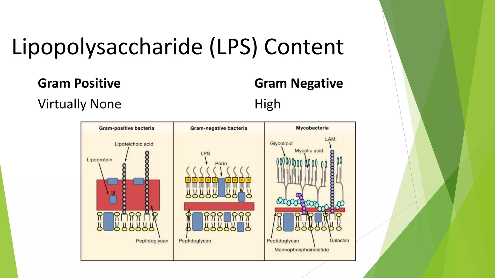 Difference between Gram Positive and Gram Negative Bacteria | PPTX