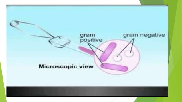 Difference between Gram Positive and Gram Negative Bacteria | PPTX ...