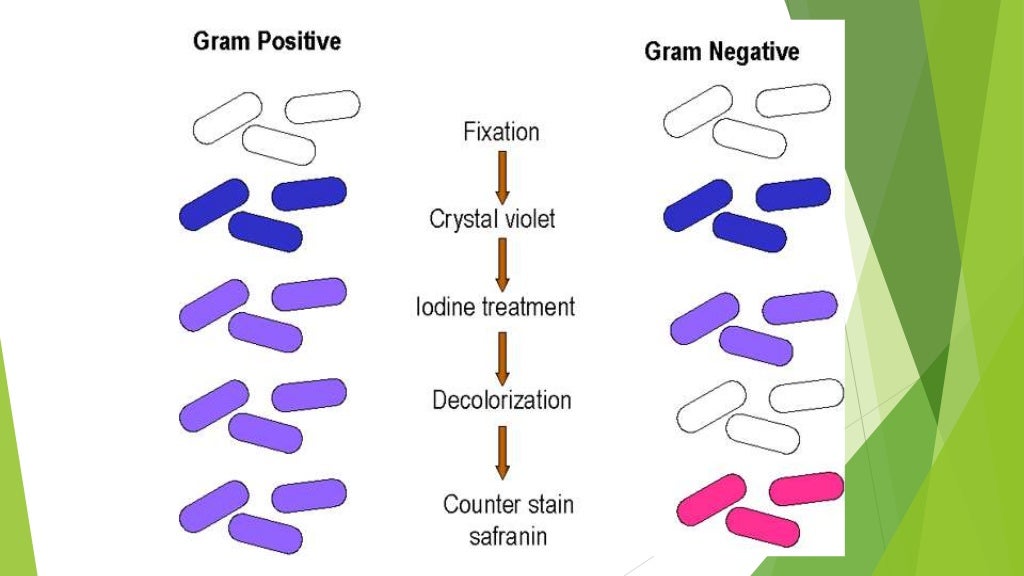 gram positive vs gram negative bacteria lps