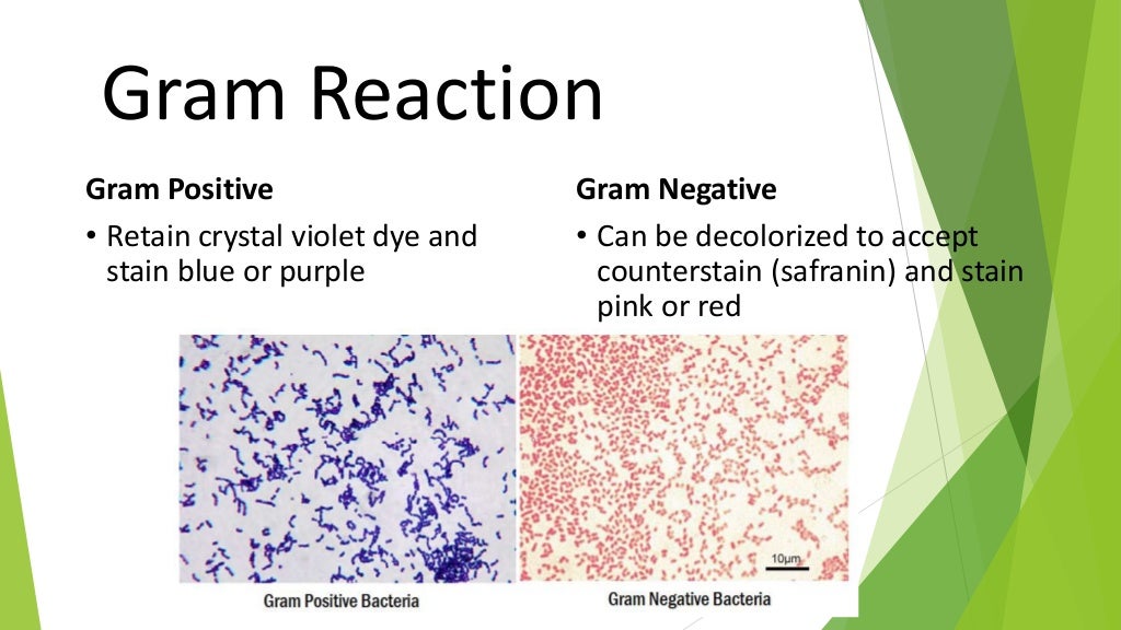Difference between Gram Positive and Gram Negative Bacteria