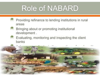 Providing refinance to lending institutions in rural 
areas 
Bringing about or promoting institutional 
development . 
Evaluating, monitoring and inspecting the client 
banks 
Acts as a coordinator in the operations of rural credit 
institutions. 
 