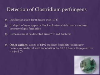 Detection of Clostridium perfringens
 Incubation even for 2 hours with 43 C
 In depth of agar appears black colonies which break medium
because of gas formation
 I smears must be detected Gram“+” rod bacteria
 Other variant: usage of SPN medium (sulphite-polimixyn-
neomicyn medium) with incubation for 10-12 hours (temperature
– 44-45 C)
 